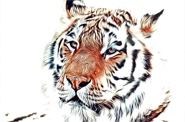 Tiger art illustration color — Stock Photo, Image