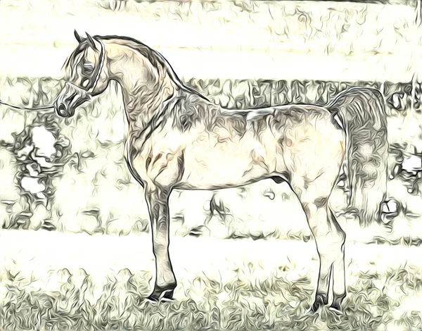 Freehand Horse Art Illustration Paint — Stock Photo, Image