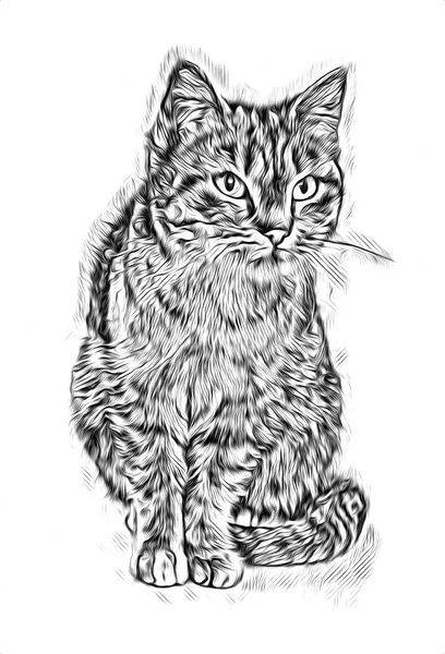 Croquis Une Illustration Art Pour Chat — Photo