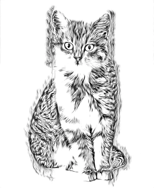 Croquis Une Illustration Art Pour Chat — Photo