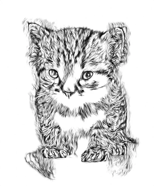 Skiss Katt Konst Illustration — Stockfoto