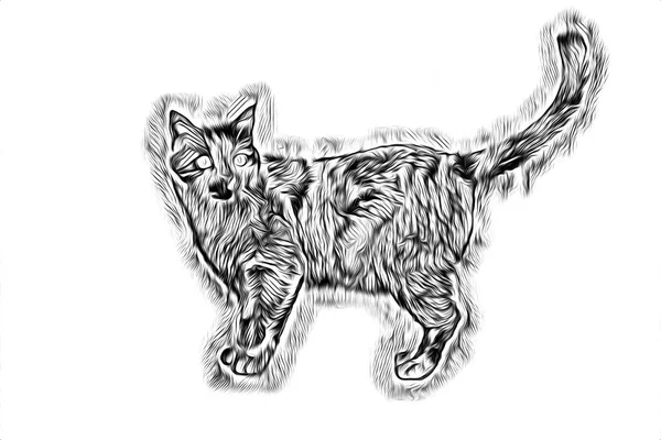 Eine Skizze Einer Katzenkunst Illustration — Stockfoto