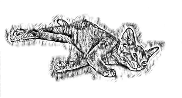 Sketch Cat Art Illustration — Stock Photo, Image