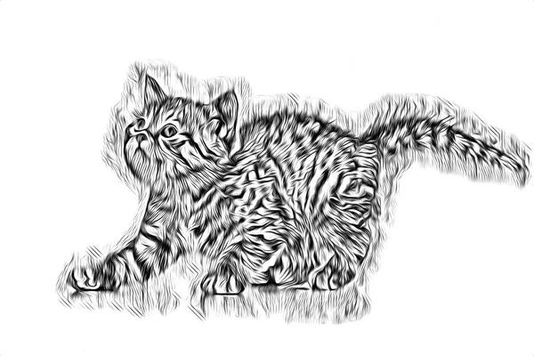 Skiss Katt Konst Illustration — Stockfoto