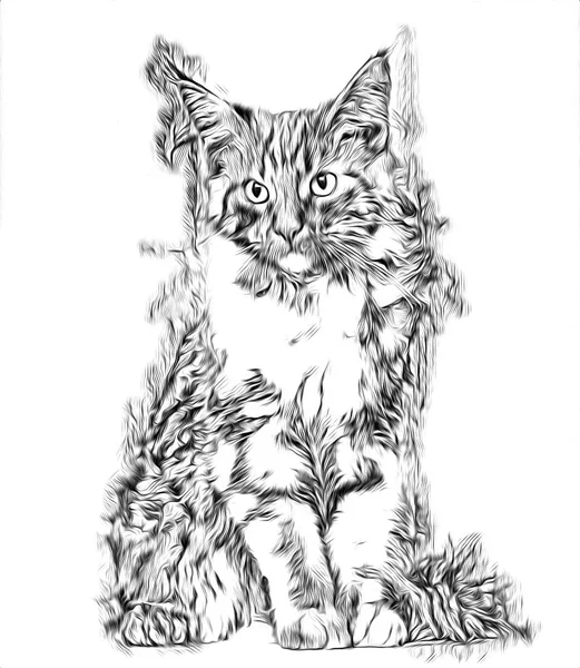 Croquis Une Illustration Art Pour Chat — Photo