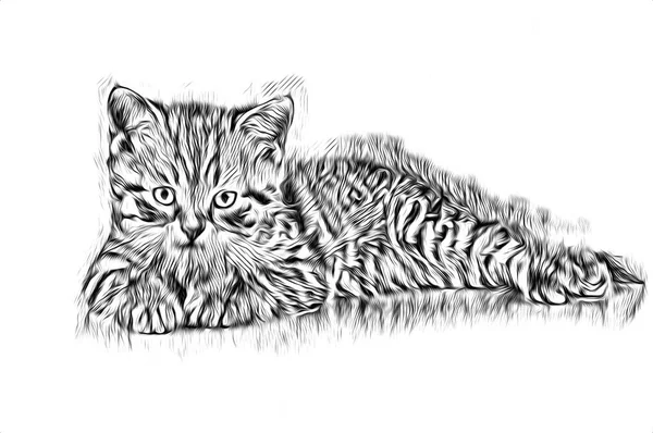 Skiss Katt Konst Illustration — Stockfoto