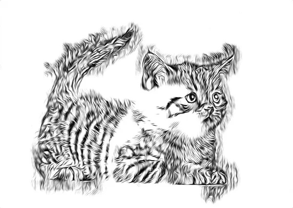 Croquis Une Illustration Art Pour Chat — Photo