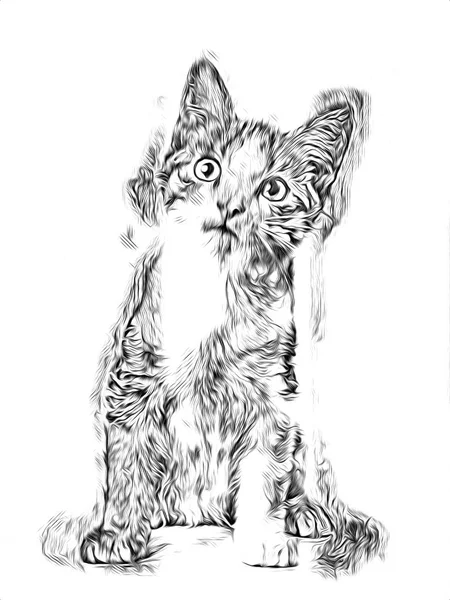 Croquis Une Illustration Art Pour Chat — Photo