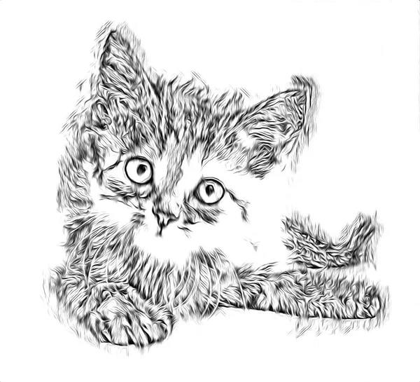 고양이 그림의 스케치 — 스톡 사진