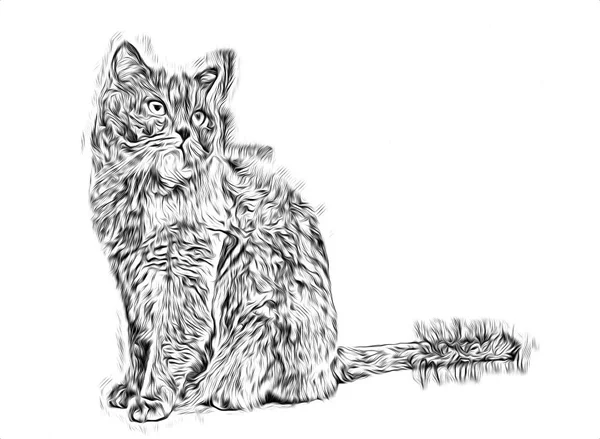 Bir Kedi Sanat Illüstrasyon Kroki — Stok fotoğraf