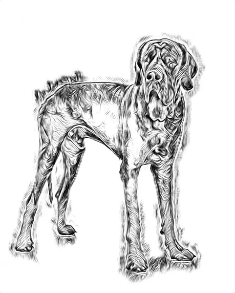 Grappige Hond Kunst Illustratie — Stockfoto