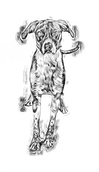 Rolig Hund Konst Illustration — Stockfoto