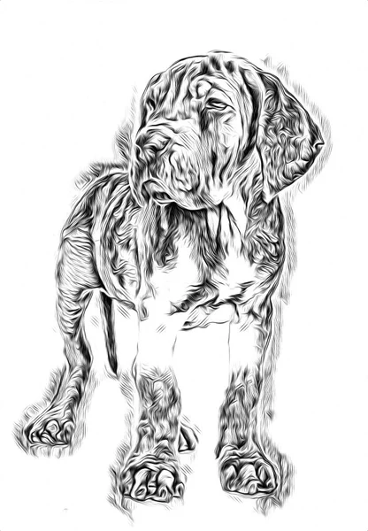 Grappige Hond Kunst Illustratie — Stockfoto