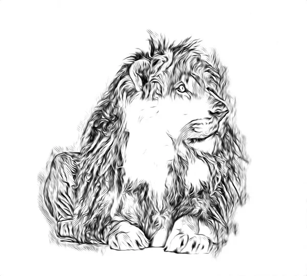 Lion Art Illustration Drawing — Stock Photo, Image