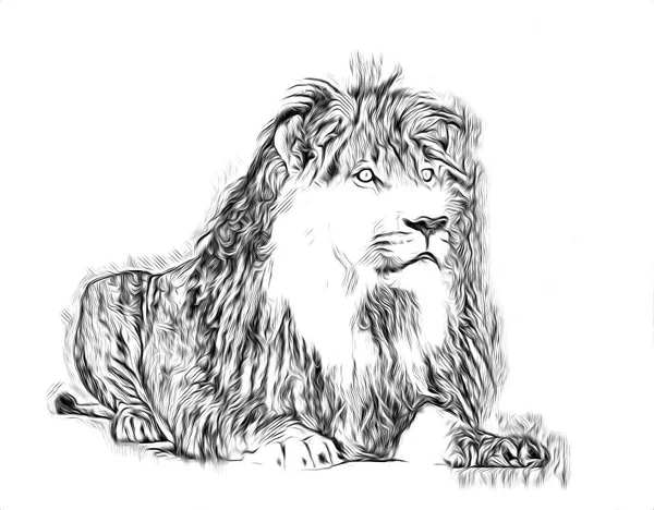 Lion Art Illustration Drawing — Stock Photo, Image