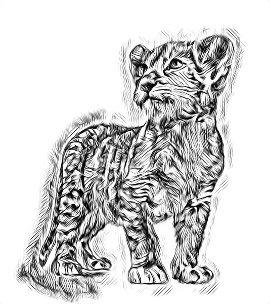 Lion Art Illustration Drawing — Stock Photo, Image