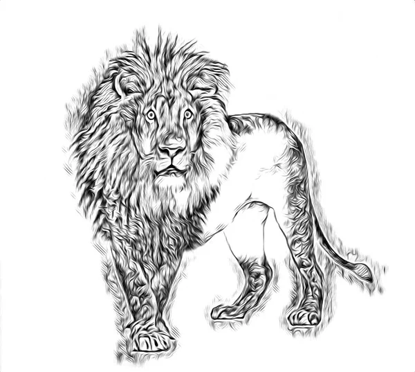 Lion Art Illustration Drawing — Stock Photo, Image