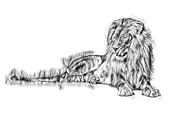 Lion Art Illustration Dessin — Photo