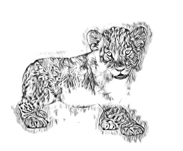 Lion Art Illustration Dessin — Photo