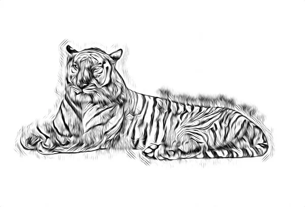 Desenho Ilustração Arte Tigre — Fotografia de Stock