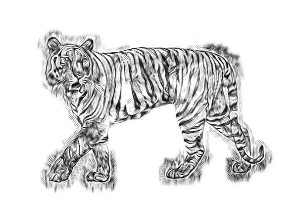 Rajz Tigris Illusztráció — Stock Fotó