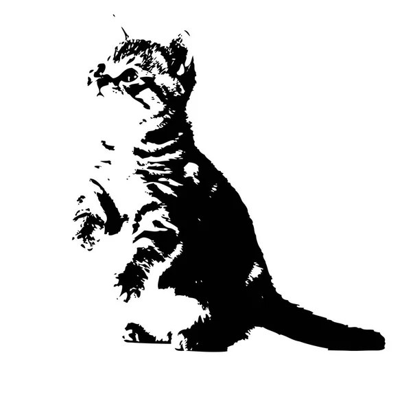 고양이 그림의 스케치 — 스톡 사진