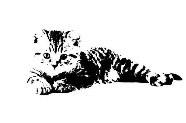 Sketch Cat Art Illustration — Stock Photo, Image