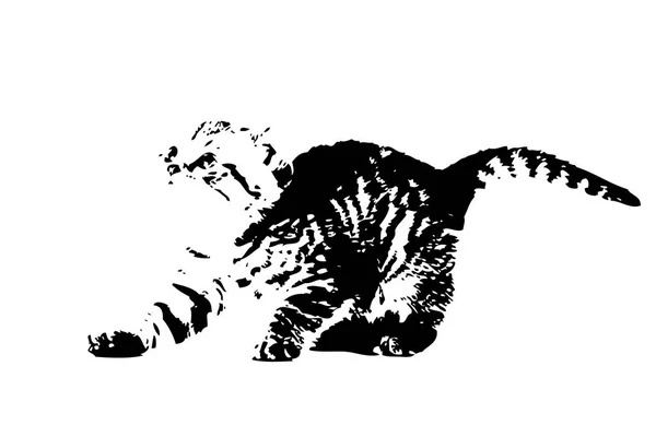 猫艺术插图示意图 — 图库照片
