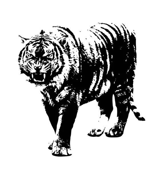 Tiger Umění Ilustrace Kresba — Stock fotografie