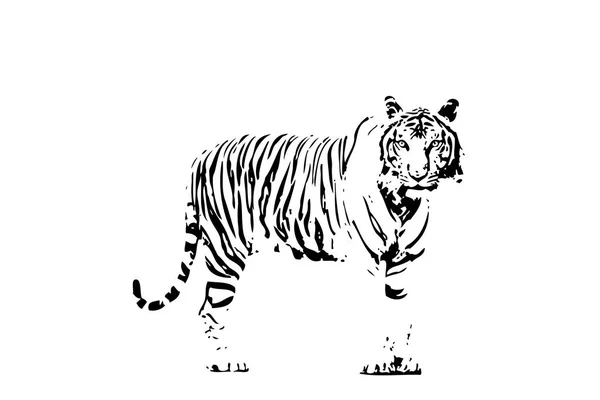 Desenho Ilustração Arte Tigre — Fotografia de Stock