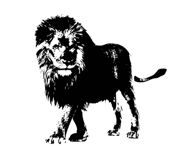 Lion Art Illustration Dessin — Photo