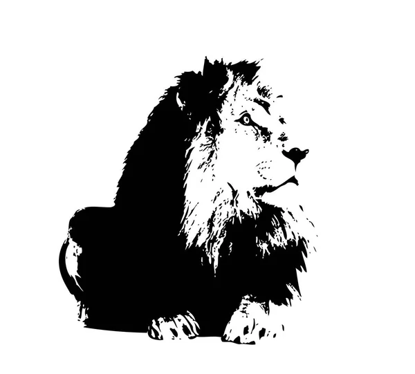 lion art illustration drawing