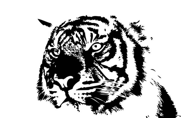tiger art illustration drawing
