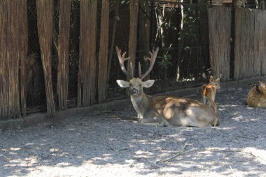 Hayvanat Bahçesi vahşi yaşam Deer Fotoğrafçılık sanatı