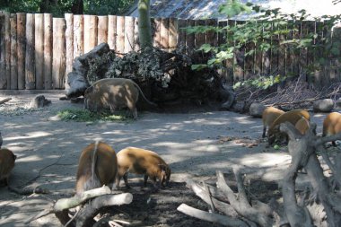 Yaban hayatı hayvanat bahçesinde yaban domuzu fotoğraf sanatı