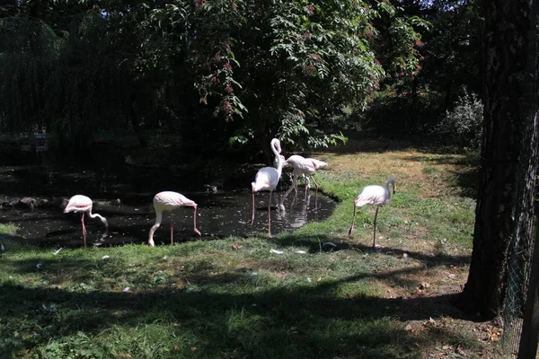 Pélican Photographie Art Dans Zoo Vie Sauvage — Photo