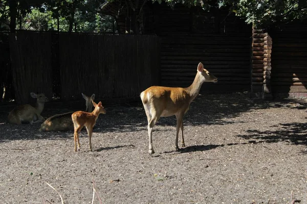 Cerf Photographie Art Dans Zoo Vie Sauvage — Photo