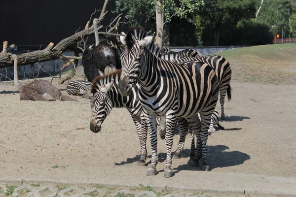 Zebra Fotografi Konst Zoo Vilda Liv — Stockfoto