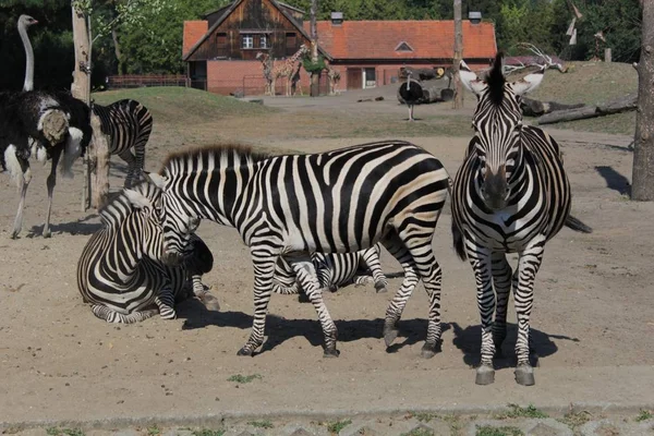 Zebra Fotografia Arte Zoológico Vida Selvagem — Fotografia de Stock