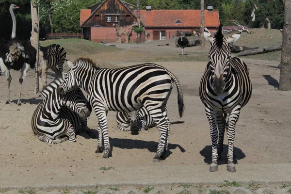 Zebra Fotografi Konst Zoo Vilda Liv — Stockfoto