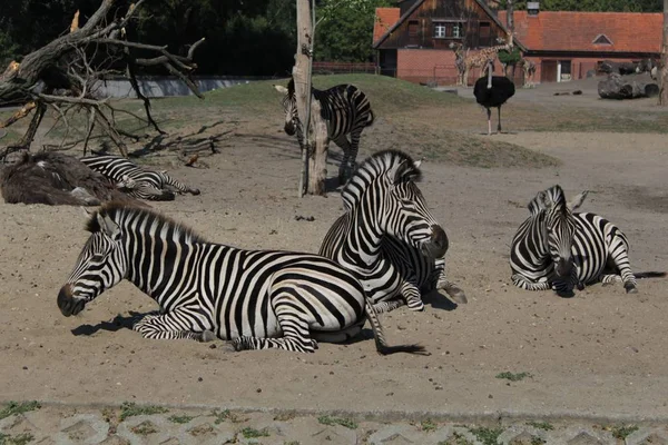 Zebra Fotografia Arte Zoológico Vida Selvagem — Fotografia de Stock