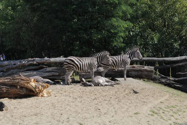 Zebra Fotografia Arte Zoológico Vida Selvagem — Fotografia de Stock