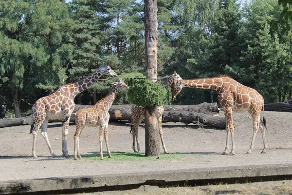 Жирафово Фотографическое Искусство Зоопарке — стоковое фото