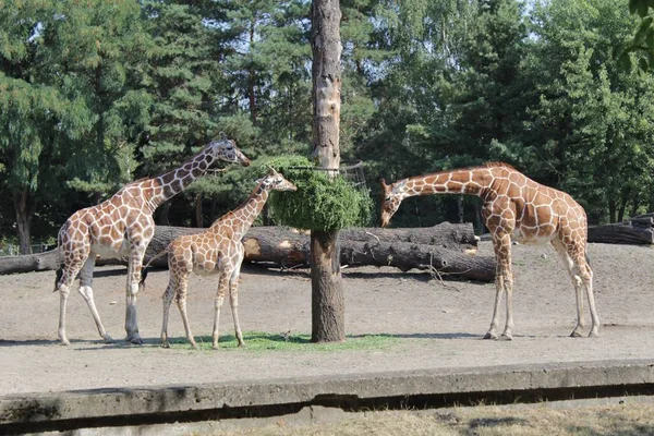 Жирафово Фотографическое Искусство Зоопарке — стоковое фото