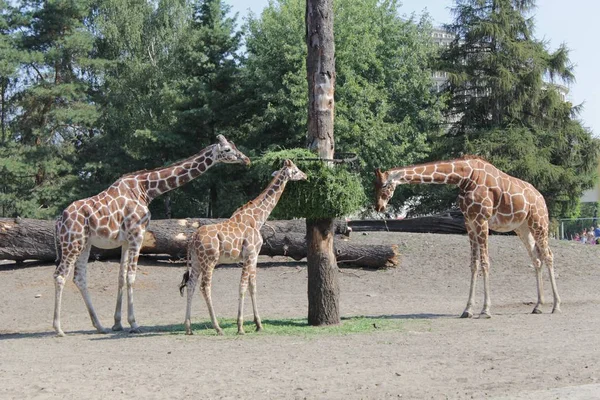 Giraffen Fotokunst Zoo — Stockfoto