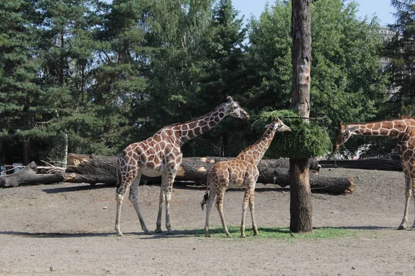 Giraffe Photography Art Zoo Wild Life — Stock Photo, Image