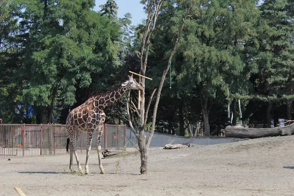 Giraffe Photography Art Zoo Wild Life — Stock Photo, Image