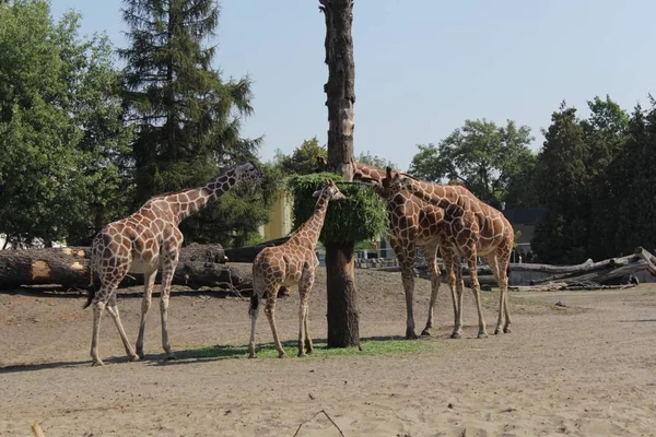 Giraffen Fotokunst Zoo — Stockfoto