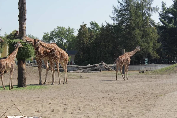 Giraffen Fotokunst Zoo — Stockfoto