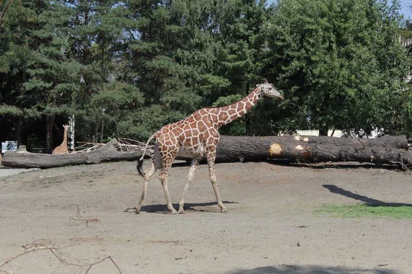 Girafe Photographie Art Dans Zoo Vie Sauvage — Photo